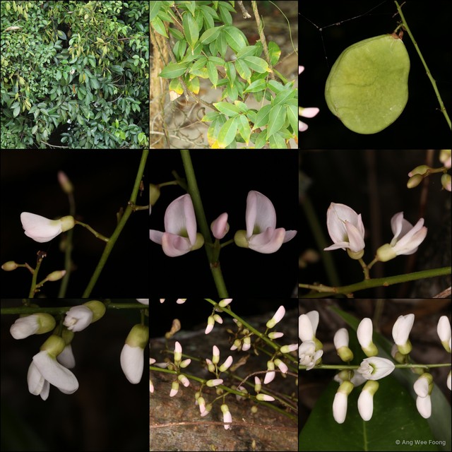 Derris trifoliata • © Ang Wee Foong • All Rights Reserved