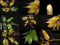 Dialium platysepalum • © Reuben Chong Jin Lim • All Rights Reserved