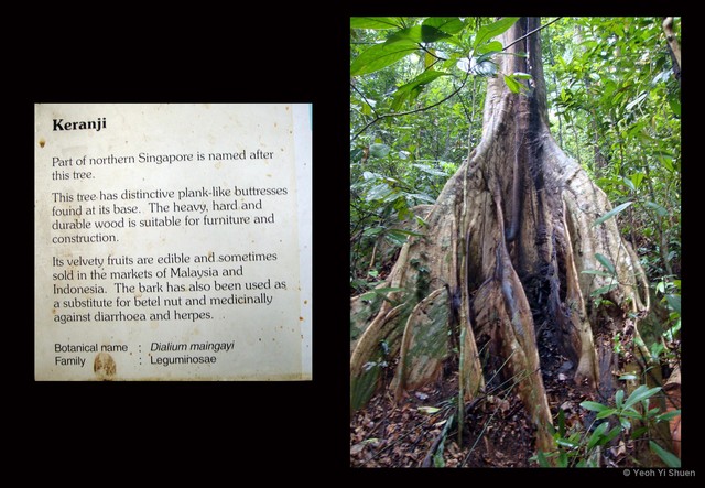 Dialium platysepalum