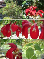 Erythrina crista-galli