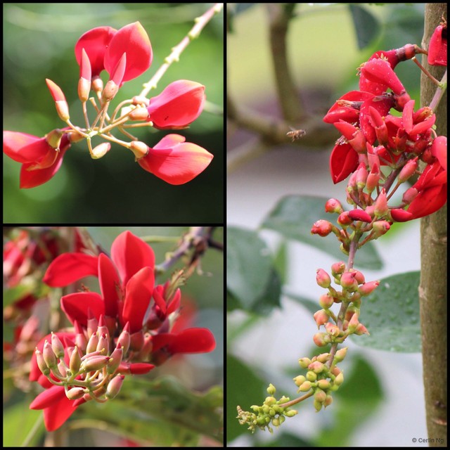 Erythrina fusca • © Cerlin Ng • All Rights Reserved