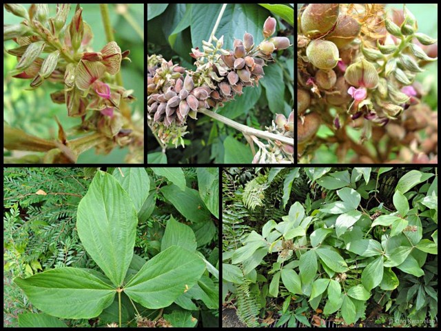 Flemingia macrophylla • © Ong Kwan Han • All Rights Reserved