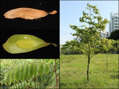 Koompassia malaccensis