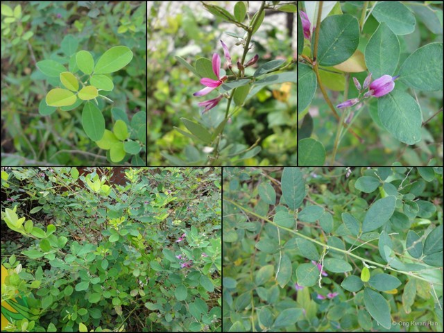 Lespedeza bicolor • © Ong Kwan Han • All Rights Reserved