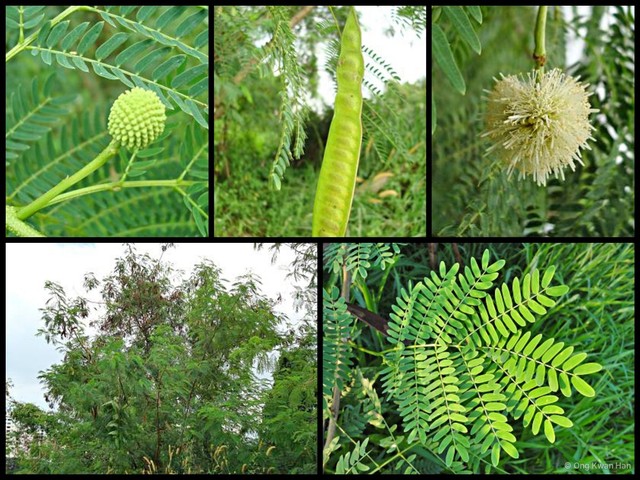 Leucaena leucocephala • © Ong Kwan Han • All Rights Reserved