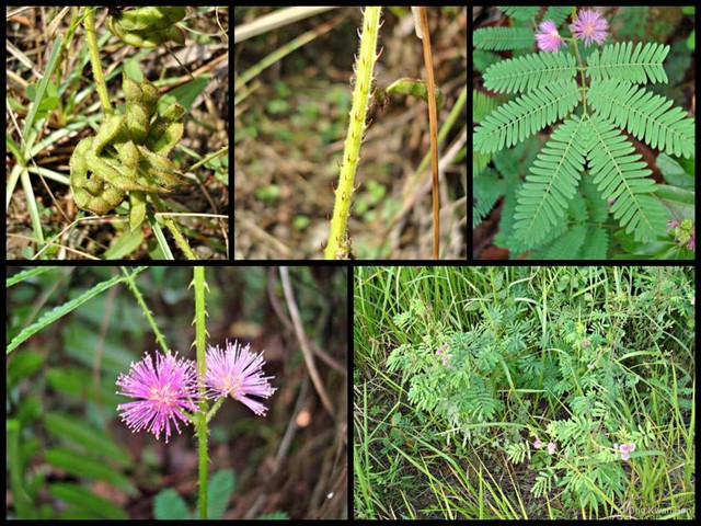 Mimosa diplotricha • © Ong Kwan Han • All Rights Reserved