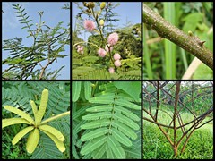 Mimosa pigra