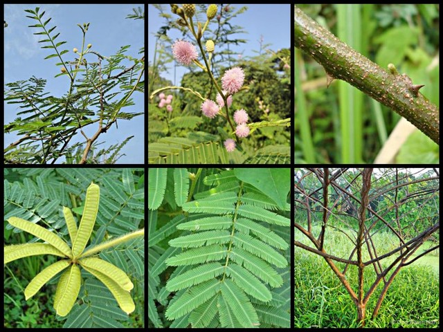 Mimosa pigra • © Ong Kwan Han • All Rights Reserved