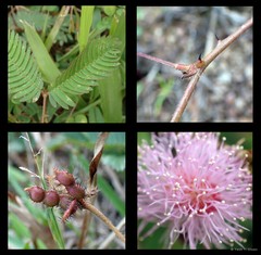 Mimosa pudica