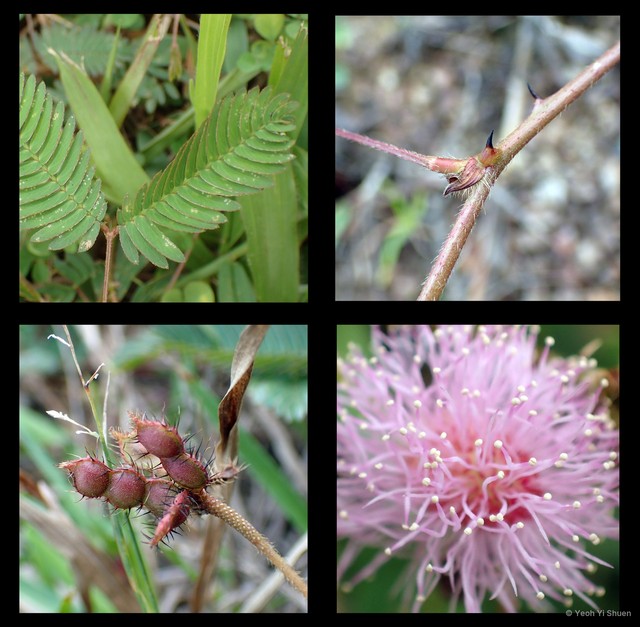 Mimosa pudica • © Yeoh Yi Shuen • All Rights Reserved