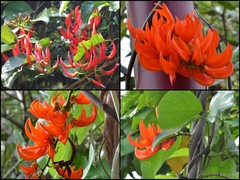 Mucuna bennettii F.Muell.