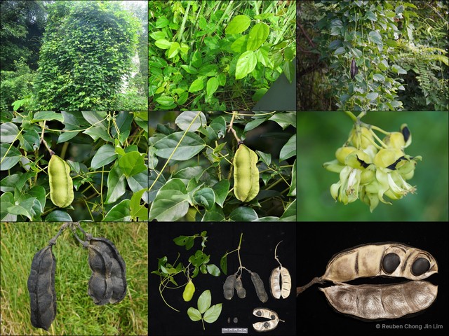 Mucuna gigantea • © Reuben Chong Jin Lim • All Rights Reserved