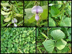 Neustanthus phaseoloides