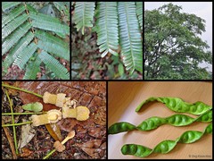 Parkia speciosa