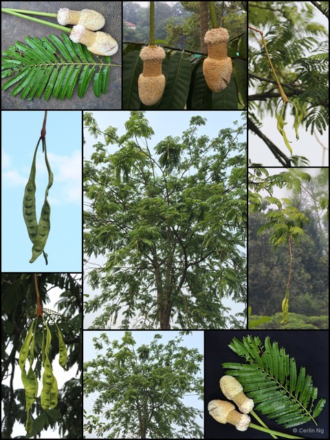 Parkia timoriana • © Cerlin Ng • All Rights Reserved