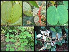 Phanera semibifida var. semibifida