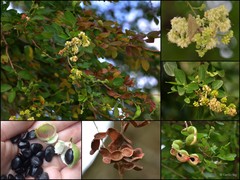 Pithecellobium dulce