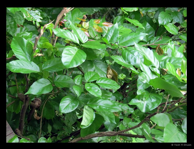 Pongamia pinnata • © Yeoh Yi Shuen • All Rights Reserved