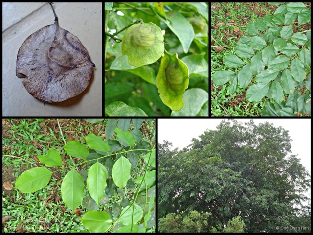 Pterocarpus indicus • © Ong Kwan Han • All Rights Reserved