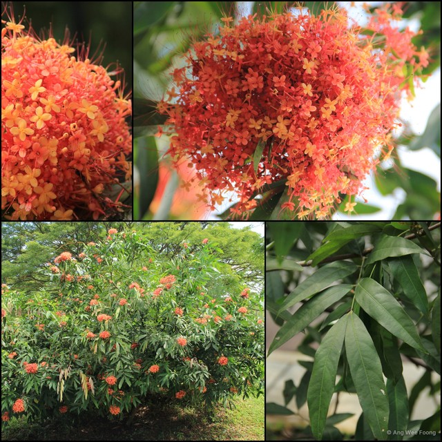 Saraca declinata • © Ang Wee Foong • All Rights Reserved