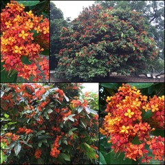 Saraca indica