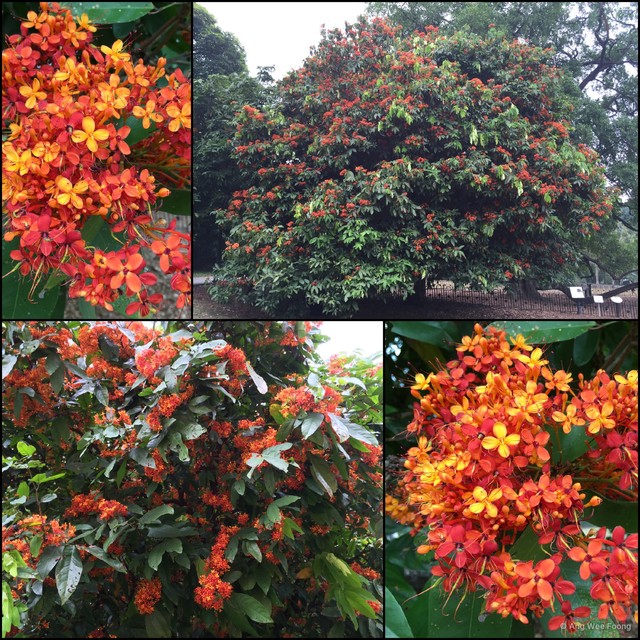Saraca indica • © Ang Wee Foong • All Rights Reserved