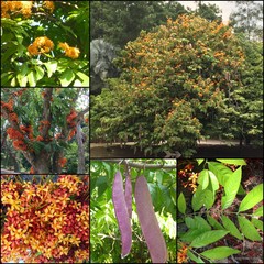 Saraca thaipingensis