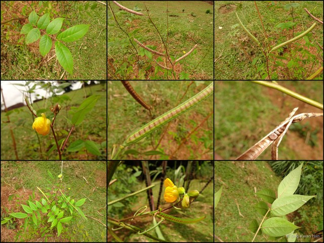 Senna occidentalis • © Ong Kwan Han • All Rights Reserved