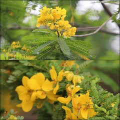 Senna polyphylla