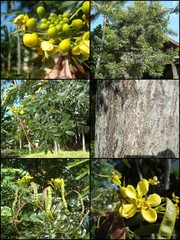 Senna siamea