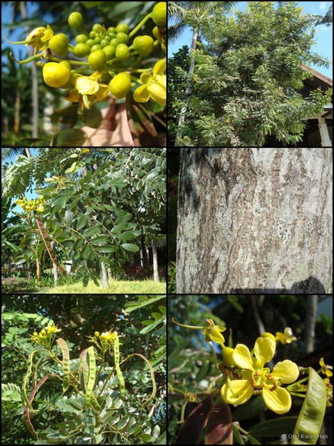 Senna siamea • © Ong Kwan Han • All Rights Reserved