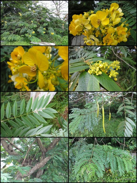 Senna spectabilis • © Ong Kwan Han • All Rights Reserved