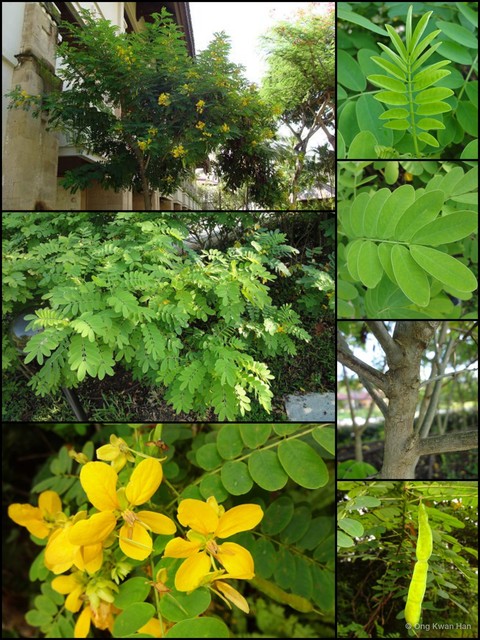 Senna surattensis • © Ong Kwan Han • All Rights Reserved
