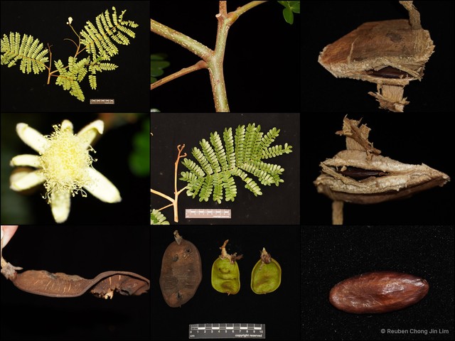 Serianthes grandiflora • © Reuben Chong Jin Lim • All Rights Reserved