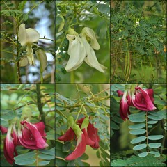 Sesbania grandiflora