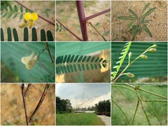 Sesbania sesban