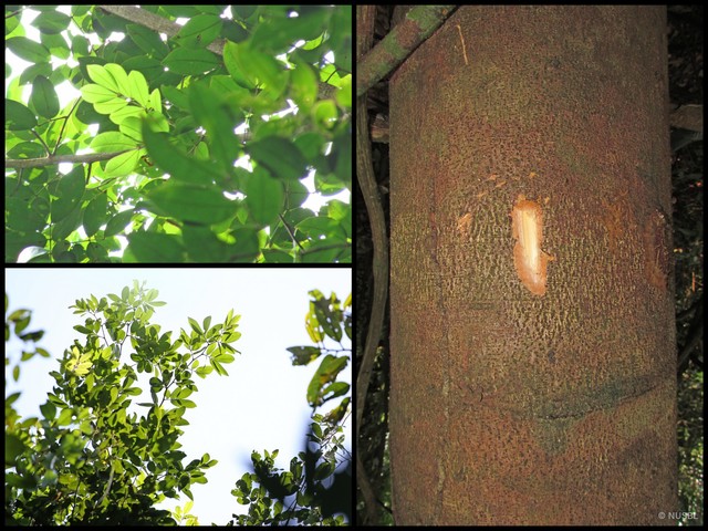 Sindora coriacea • © NUSBL • All Rights Reserved