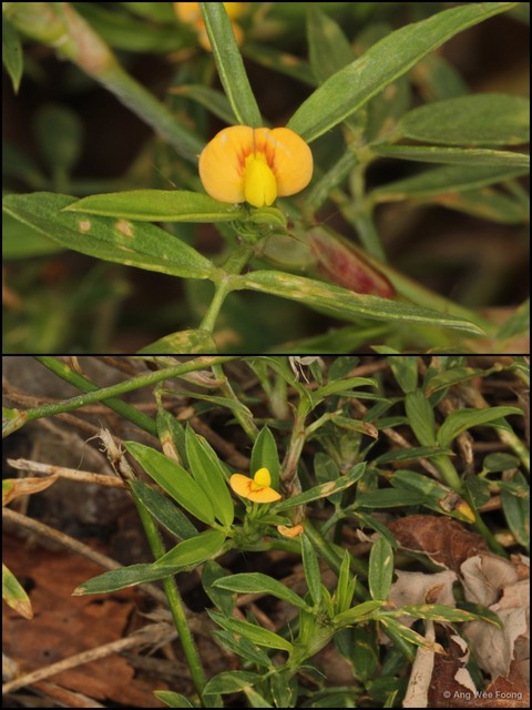 Stylosanthes humilis • © Ang Wee Foong • All Rights Reserved