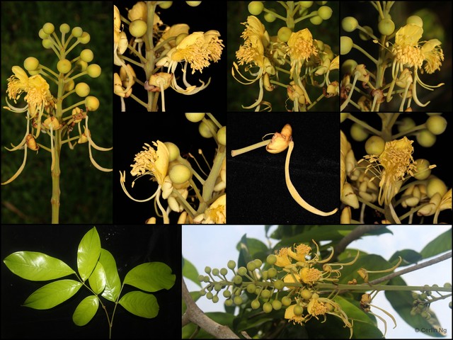 Swartzia pinnata • © Cerlin Ng • All Rights Reserved