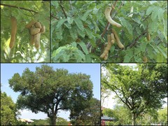 Tamarindus indica