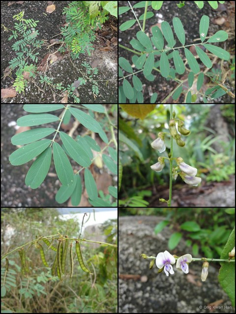 Tephrosia noctiflora • © Ong Kwan Han • All Rights Reserved