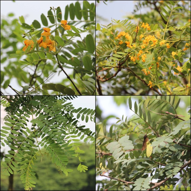 Tipuana tipu • © Cerlin Ng • All Rights Reserved
