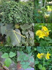 Vigna reflexopilosa Hayata