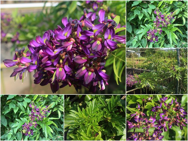 Wisteriopsis reticulata • © Cerlin Ng • All Rights Reserved