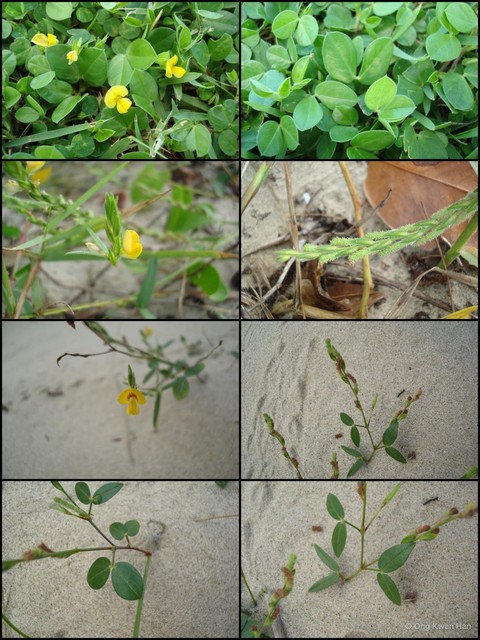 Zornia diphylla • © Ong Kwan Han • All Rights Reserved