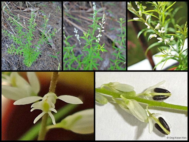 Polygala paniculata • © Ong Kwan Han • All Rights Reserved