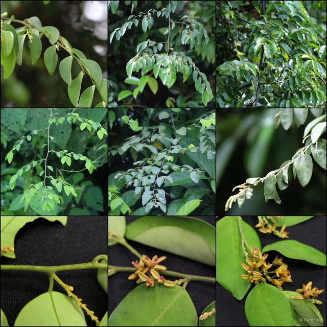 Securidaca philippinensis • © Cerlin Ng • All Rights Reserved