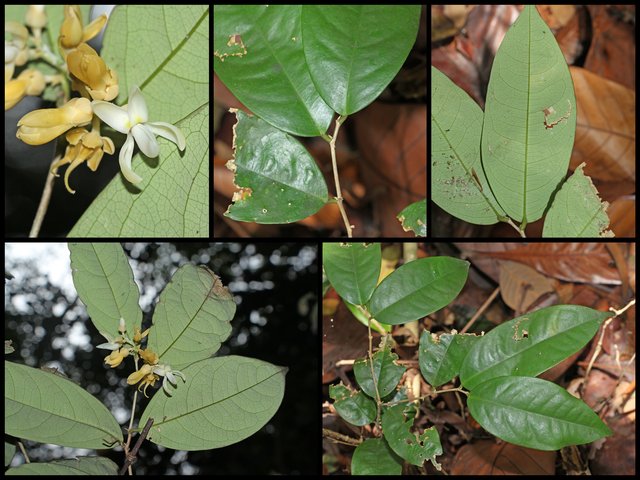 Xanthophyllum discolor • All Rights Reserved