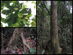 Xanthophyllum ellipticum
