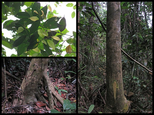 Xanthophyllum ellipticum • © NUSBL • All Rights Reserved